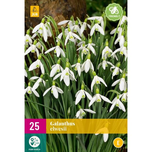 JUB Holland Galanthus elwesii