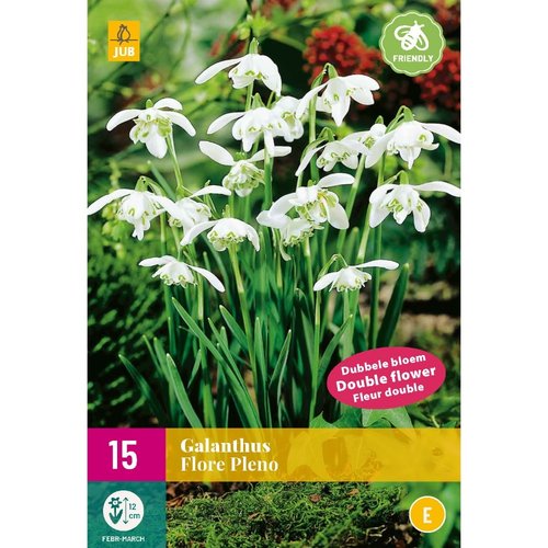 JUB Holland Galanthus Flore Pleno