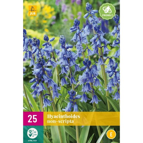 JUB Holland Hyacinthoides non-scripta