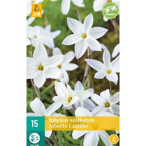 JUB Holland Ipheion un. Alberto Castillo