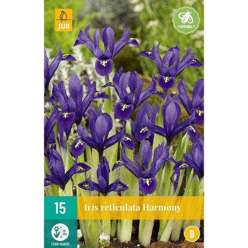 JUB Holland Iris Harmony