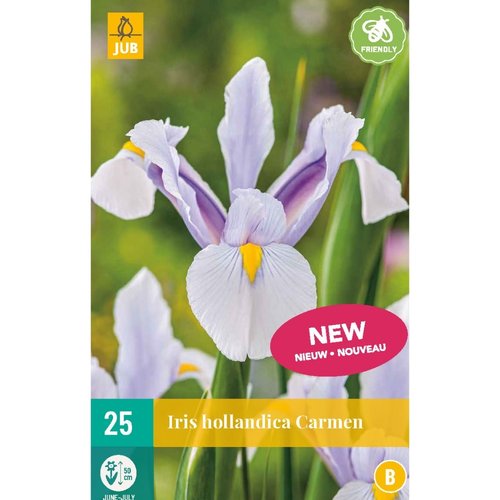 JUB Holland Iris hollandica Carmen