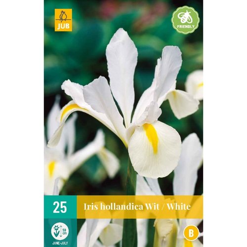 JUB Holland Iris hollandica Wit