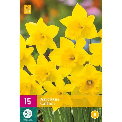 JUB Holland Narcissus Carlton