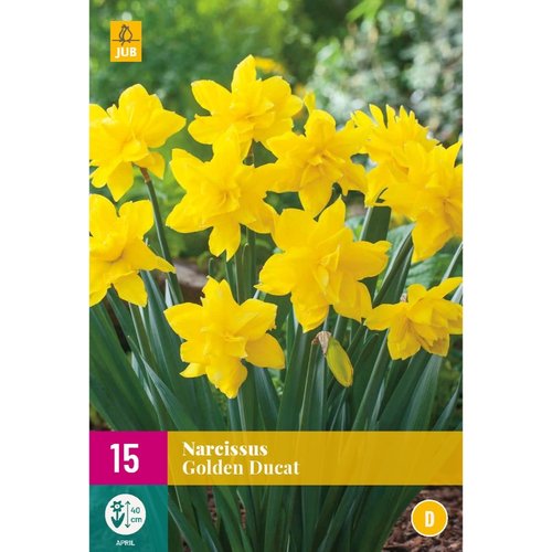 JUB Holland Narcissus Golden Ducat