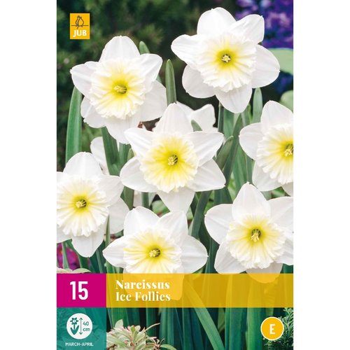JUB Holland Narcissus Ice Follies