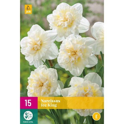 JUB Holland Narcissus Ice King