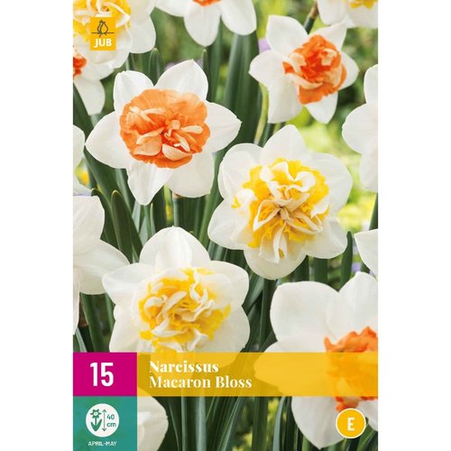 JUB Holland Narcissus Macaron Bloss