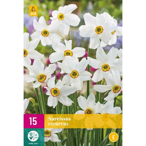 JUB Holland Narcissus recurvus