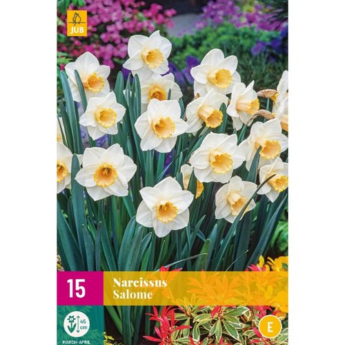 JUB Holland Narcissus Salome