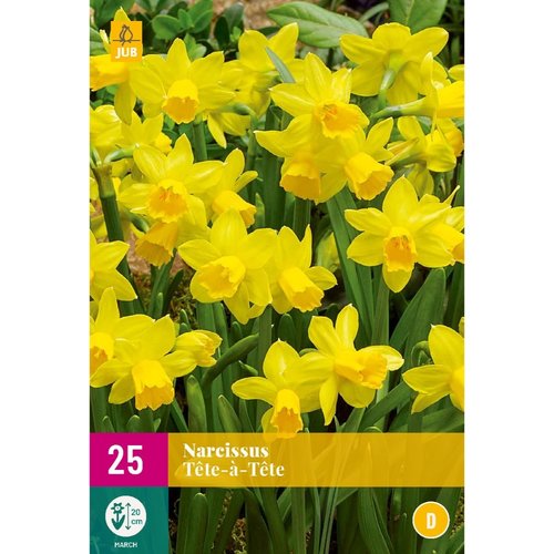 JUB Holland Narcissus Tête-à-Tête