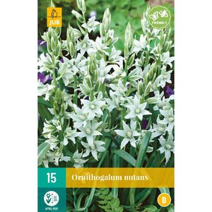 JUB Holland Ornithogalum nutans