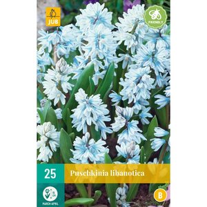 JUB Holland Puschkinia libanotica