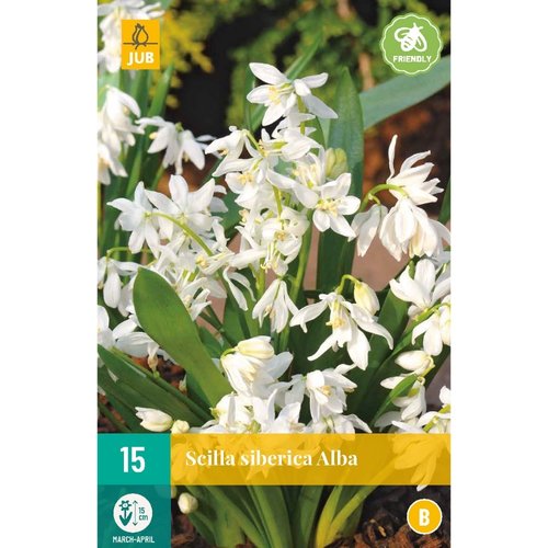 JUB Holland Scilla siberica Alba