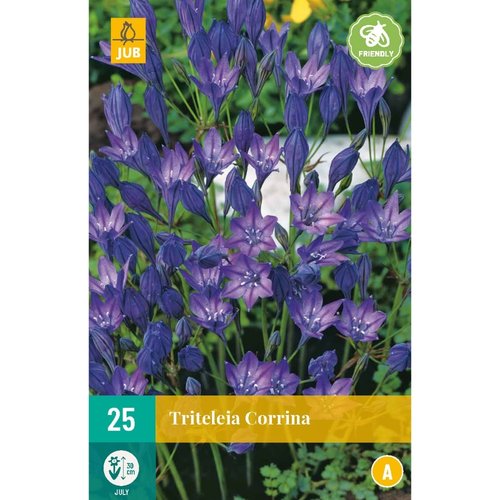 JUB Holland Triteleia Corrina