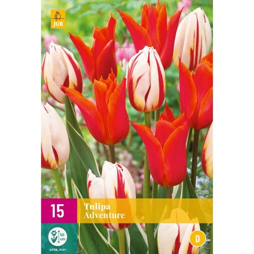 JUB Holland Tulipa Adventure