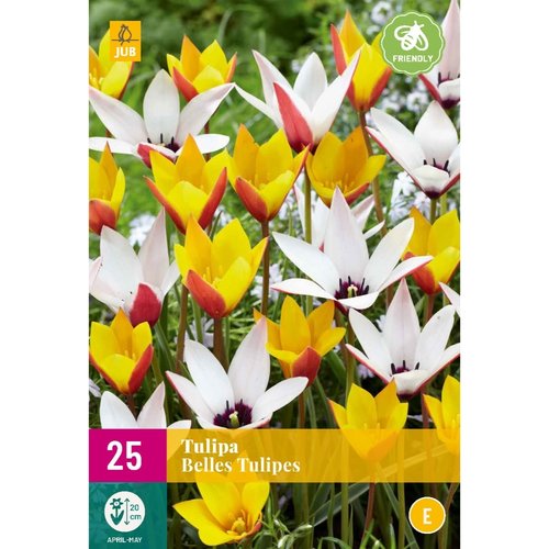 JUB Holland Tulipa Belles Tulipes