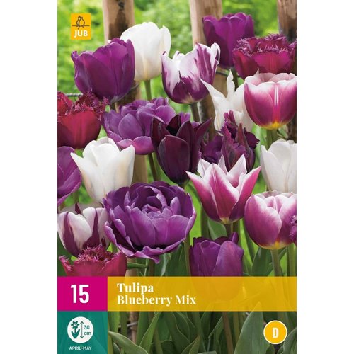 JUB Holland Tulipa Blueberry Mix