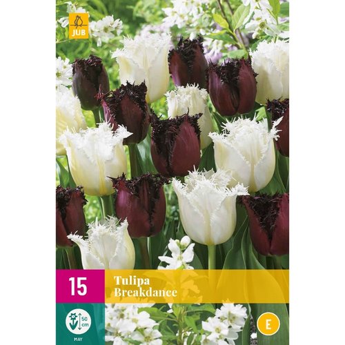 JUB Holland Tulipa Breakdance