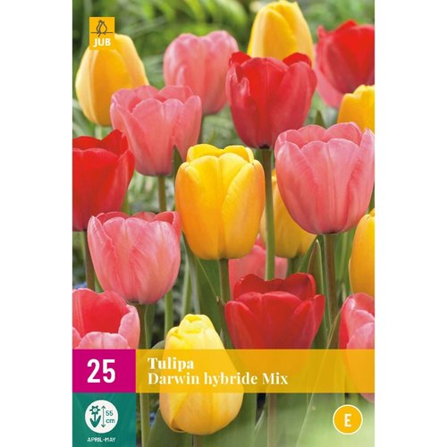JUB Holland Tulipa Darwin hybride Mix