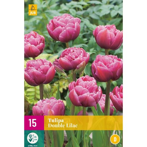 JUB Holland Tulipa Double Lilac