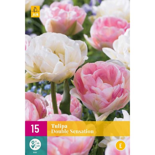 JUB Holland Tulipa Double Sensation