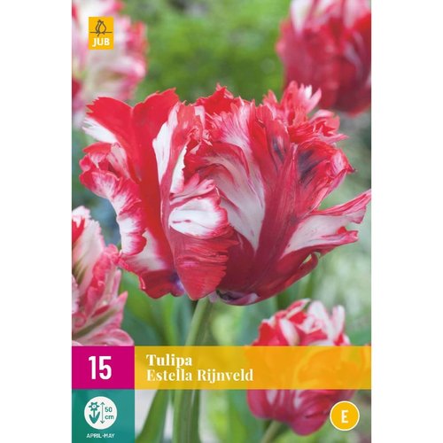 JUB Holland Tulipa Estella Rijnveld