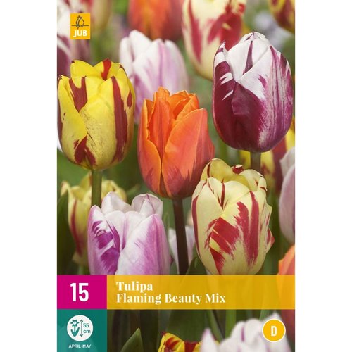 JUB Holland Tulipa Flaming Beauty Mix