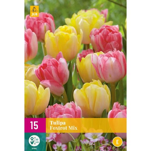 JUB Holland Tulipa Foxtrot Mix