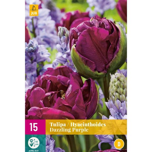 JUB Holland Tulipa / Hyacinthoides Dazzling Purple