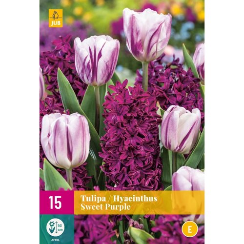JUB Holland Tulipa / Hyacinthus Sweet Purple
