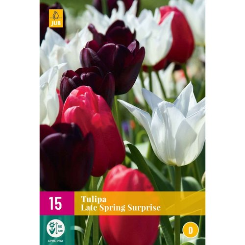 JUB Holland Tulipa Late Spring Surprise