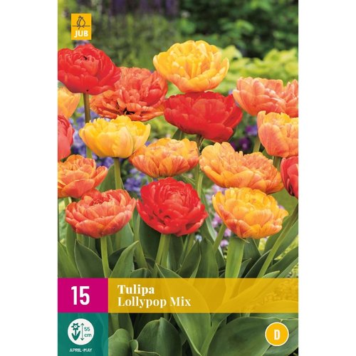 JUB Holland Tulipa Lollypop Mix