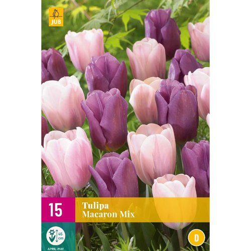 JUB Holland Tulipa Macaron Mix