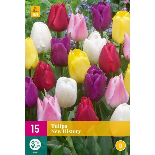 JUB Holland Tulipa New History