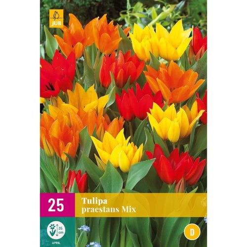 JUB Holland Tulipa praestans Mix