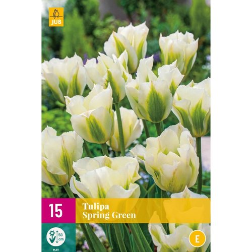 JUB Holland Tulipa Spring Green