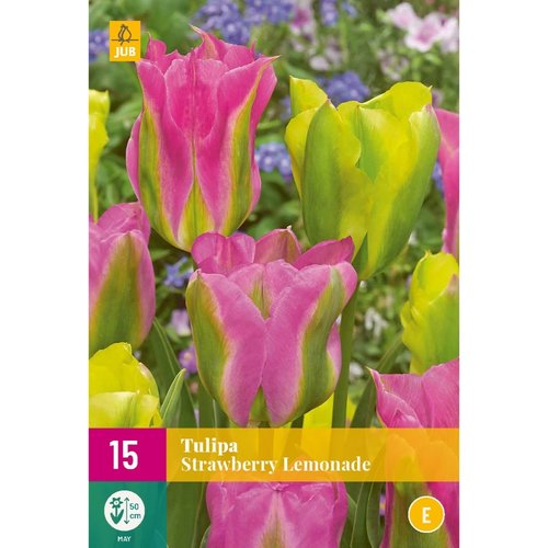 JUB Holland Tulipa Strawberry Lemonade