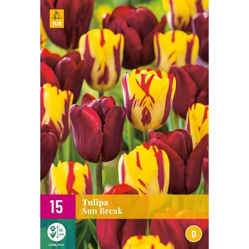 JUB Holland Tulipa Sun Break
