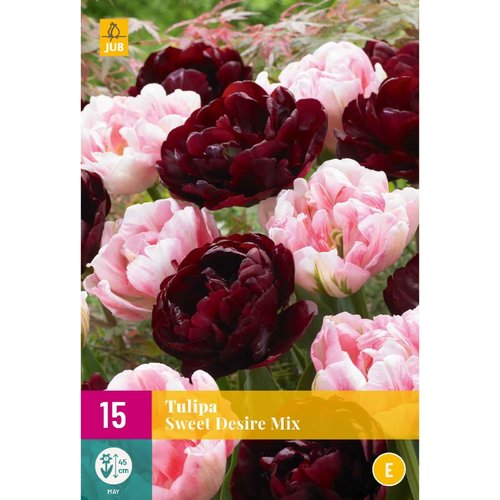 JUB Holland Tulipa Sweet Desire Mix
