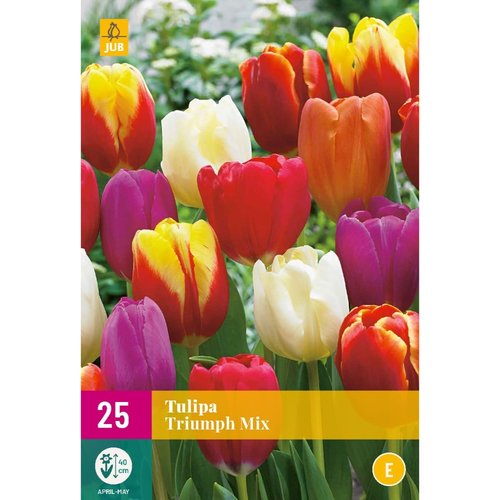 JUB Holland Tulipa Triumph Mix