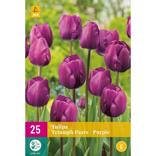 JUB Holland Tulipa Triumph Paars