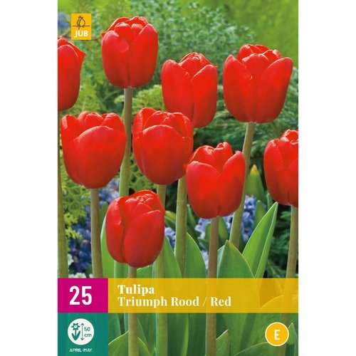 JUB Holland Tulipa Triumph Rood