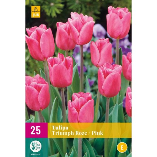 JUB Holland Tulipa Triumph Roze