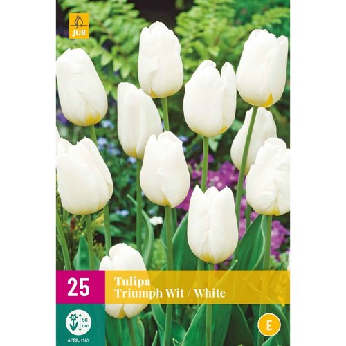 JUB Holland Tulipa Triumph Wit