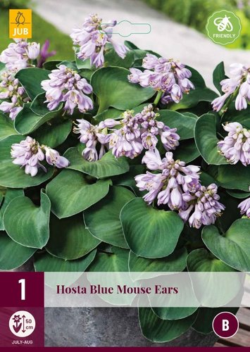 JUB Holland Hosta Blue Mouse Ears