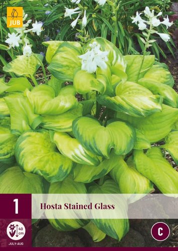 JUB Holland Hosta Stained Glass