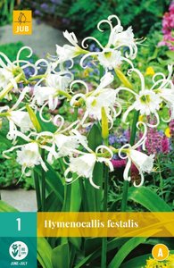 JUB Holland Hymenocallis Festalis