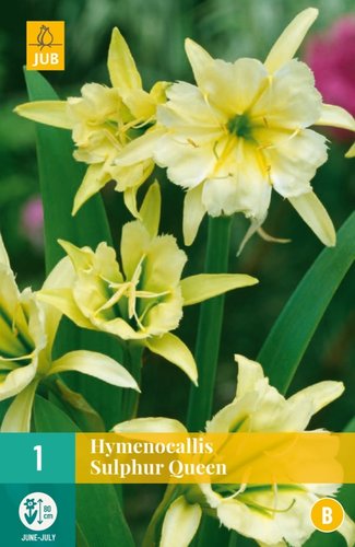 JUB Holland Hymenocallis Sulphur Queen