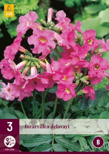JUB Holland Incarvillea Delavayi